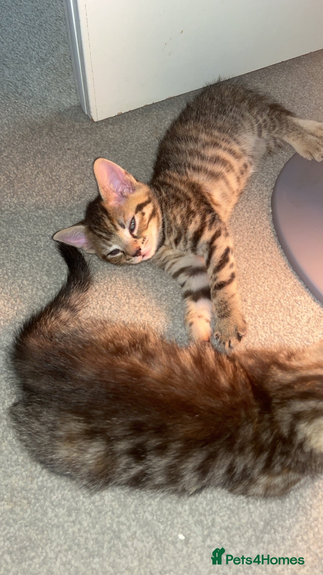 British Shorthair cats Male and female tabby shorthair - Advert 1