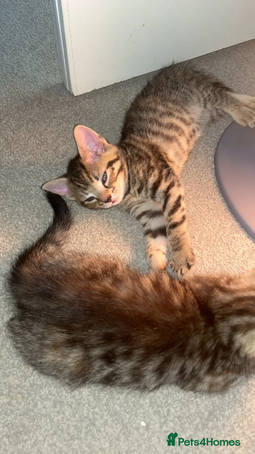 British Shorthair cats for sale: Male and female tabby shorthair - Advert 1