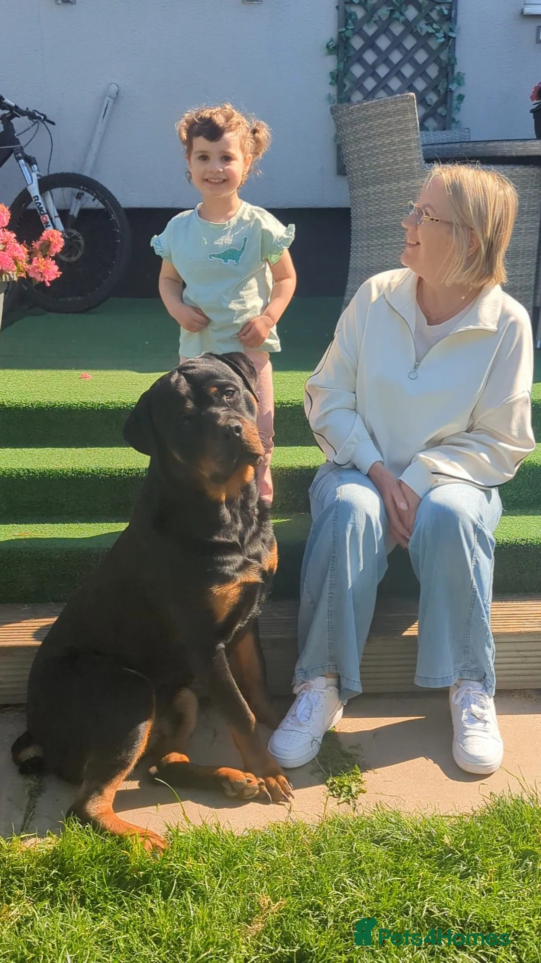 Rottweiler dogs for sale: 2-yr-old male rottweiler- experienced owner only - Advert 2