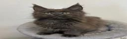Maine Coon cats for sale: Pedigree GCCF Russian Kazakhstan import line - Advert 11