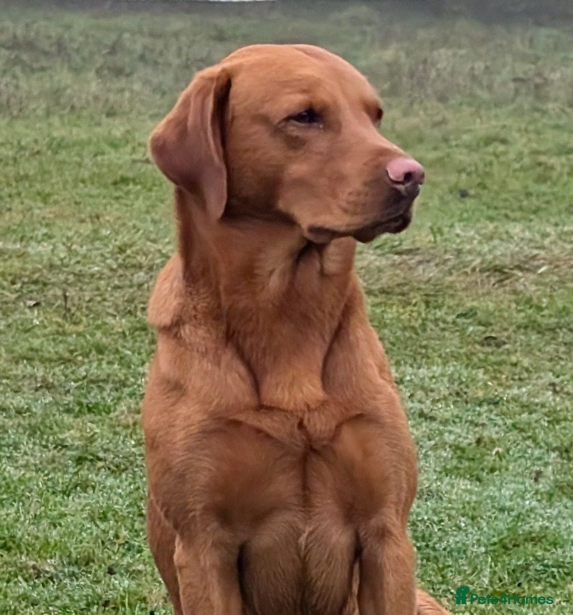 Labrador Retriever dogs Red ( Lord Ajax) Fox Red KC Labrador Stud Dog  - Advert 16