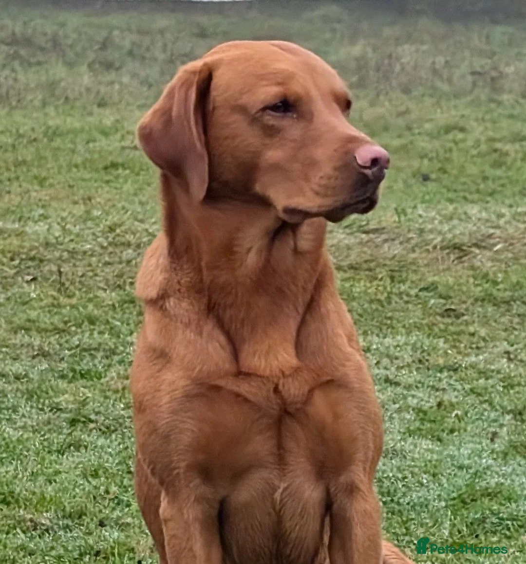 Labrador Retriever dogs for stud: Red ( Lord Ajax) Fox Red KC Labrador Stud Dog  - Advert 2