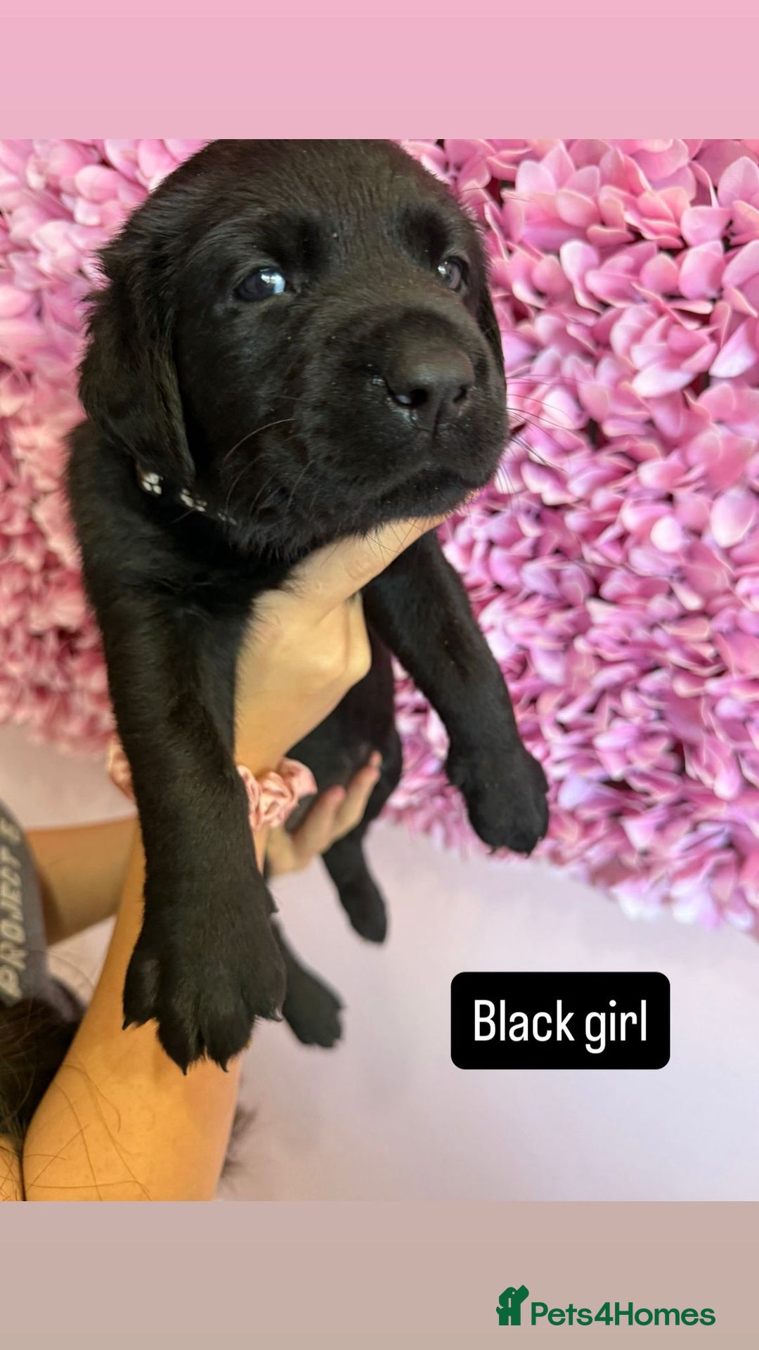 Labrador Retriever dogs for sale: Last 3 boy Labrador puppies for sale  - Image 10