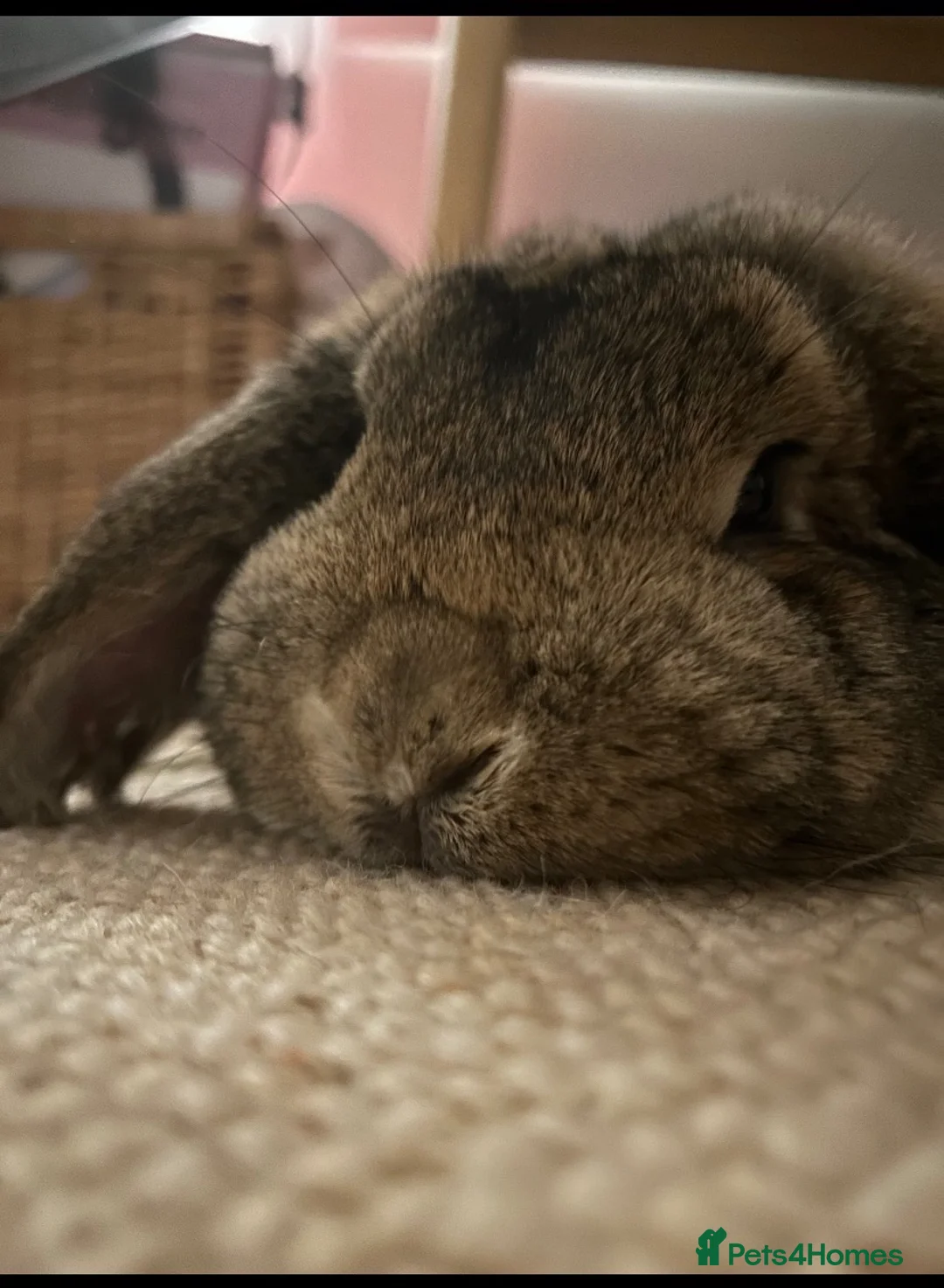 Mini Lop rabbits for sale: Rabbit mini lop beautiful needing re-homed  - Advert 4