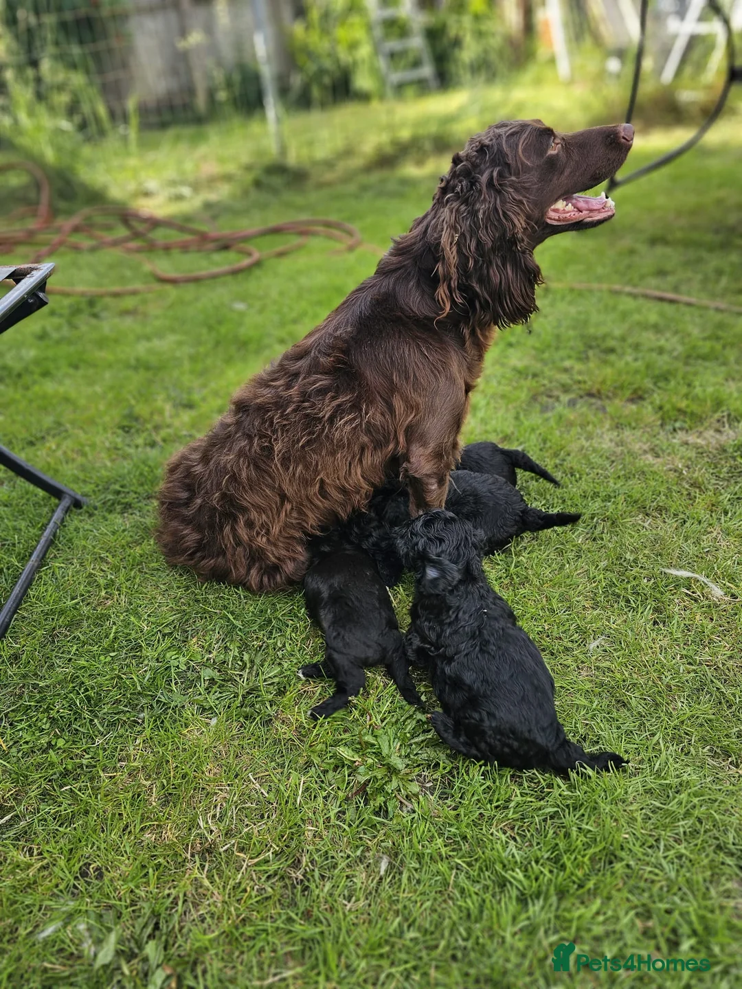 Cockapoo dogs for sale: Cockerpoos for sale  - Advert 2