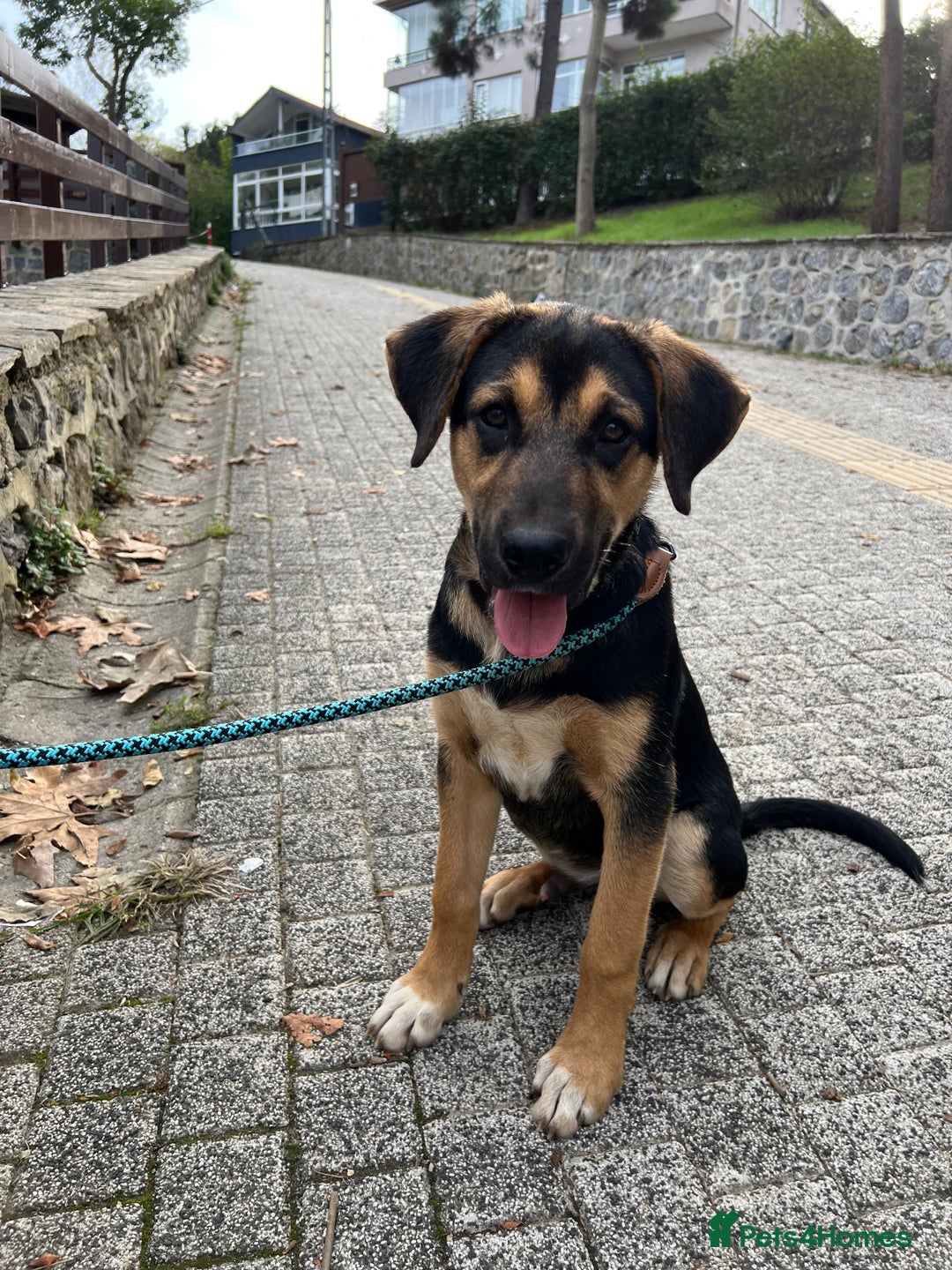 Australian Shepherd dogs for adoption: 6.5 months old Anatolian Shepherd ready to adopt! - Advert 10