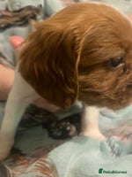 Cavalier King Charles Spaniel dogs Cavalier King Charles Spaniel Puppies - Advert 3