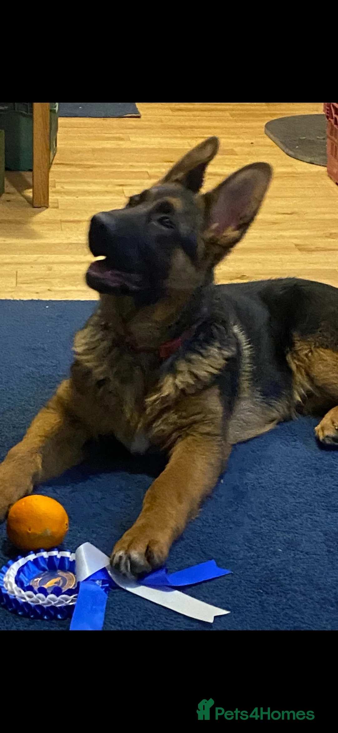 German Shepherd dogs for sale: Outstanding Vomkonstanz German Shepherd Litter  - Advert 7