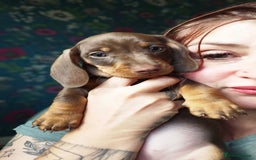 Dachshund dogs for sale: Ready now, last 3 Dachshund Puppies - Image 17