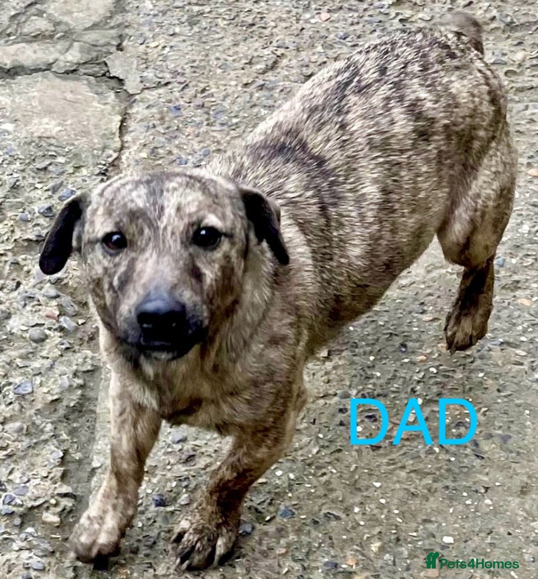 Jack Russell dogs for sale: Beautiful jack russells - Advert 13