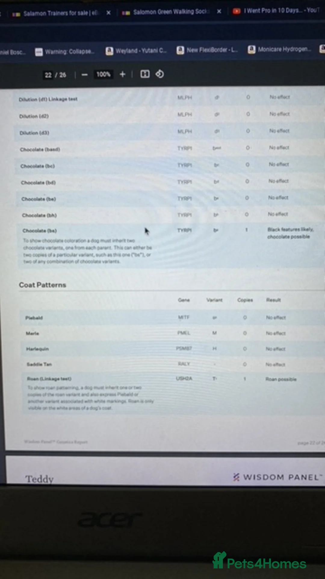 Cockapoo dogs for stud: DNA tested F1 Cockapoo stud  in London - Advert 16