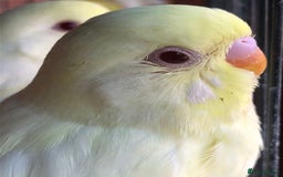 Budgerigars birds for sale: Budgies with an Aviary available. - Image 26