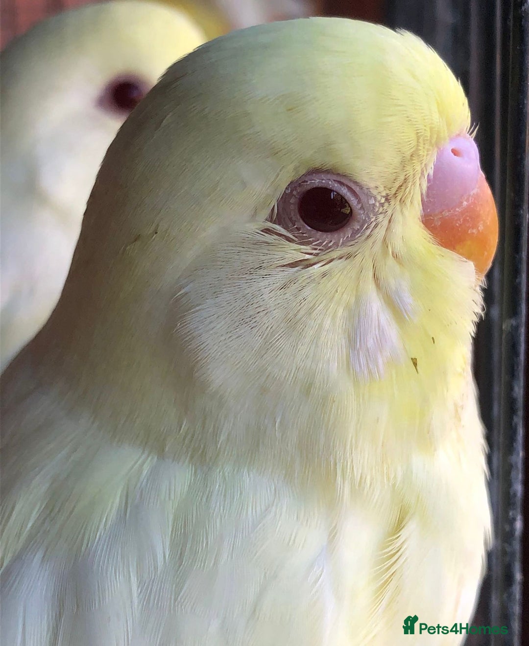 Budgerigars birds for sale: Budgies with an Aviary available. - Image 26