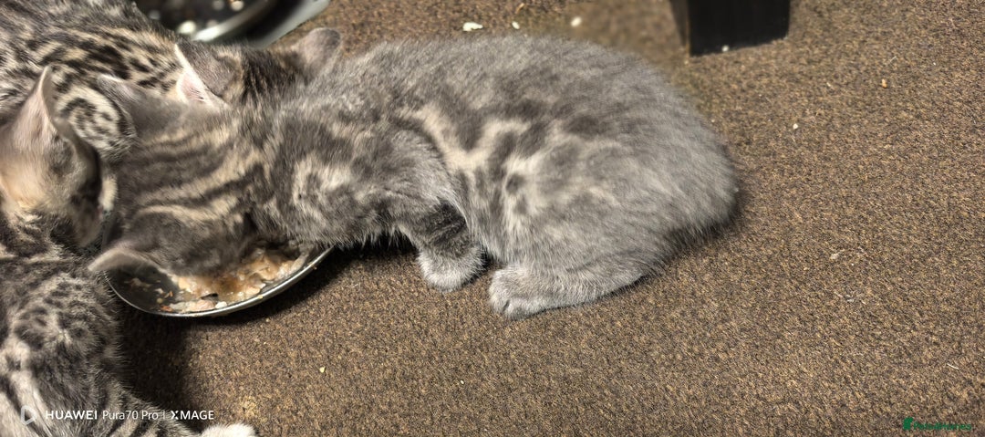 Bengal cats for sale: Sweet Bengal Kittens For Sale  - Image 7