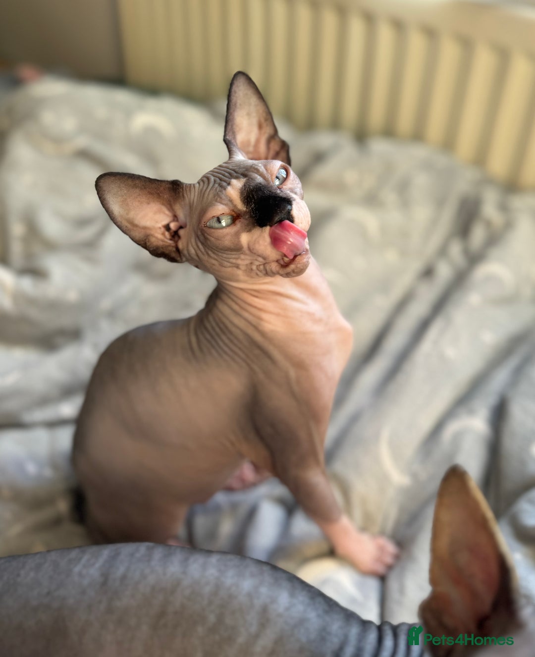 Sphynx cats for sale: 2 sphynx sisters looking for new home  - Image 2