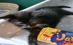 Mixed Breed cats for sale: 3 female kittens 1 male - Image 12