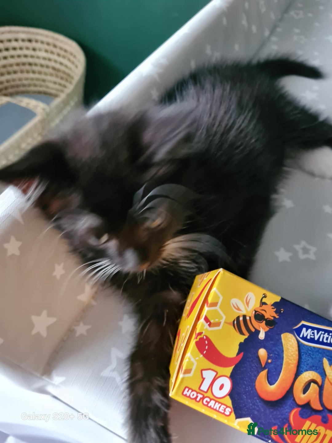 Mixed Breed cats for sale: 3 female kittens 1 male - Image 12