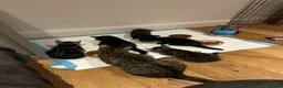 Mixed Breed cats for sale: Kittens for sales  in Camberley - Advert 9