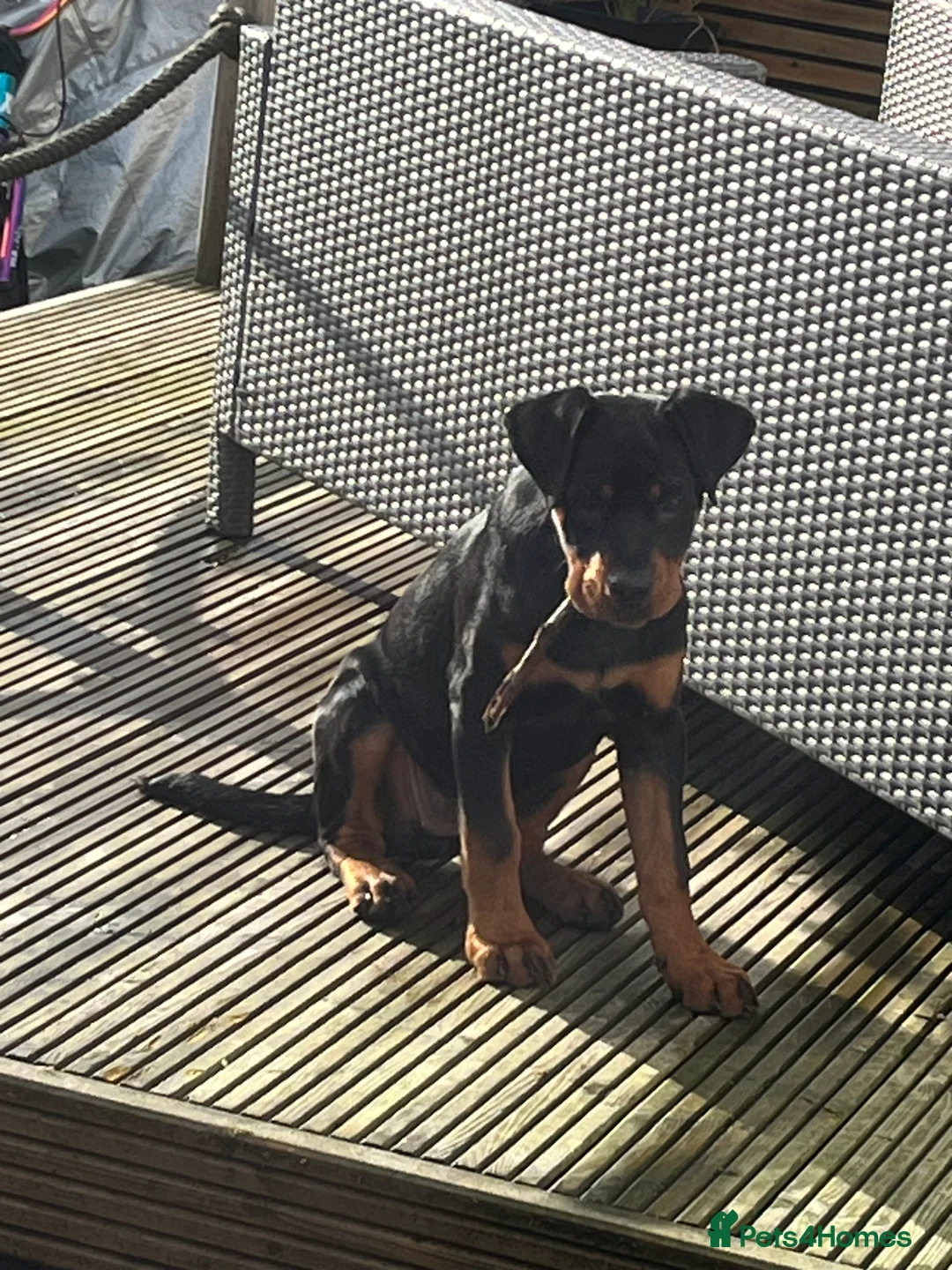 Rottweiler dogs for sale: 4 month old female puppy  - Advert 2