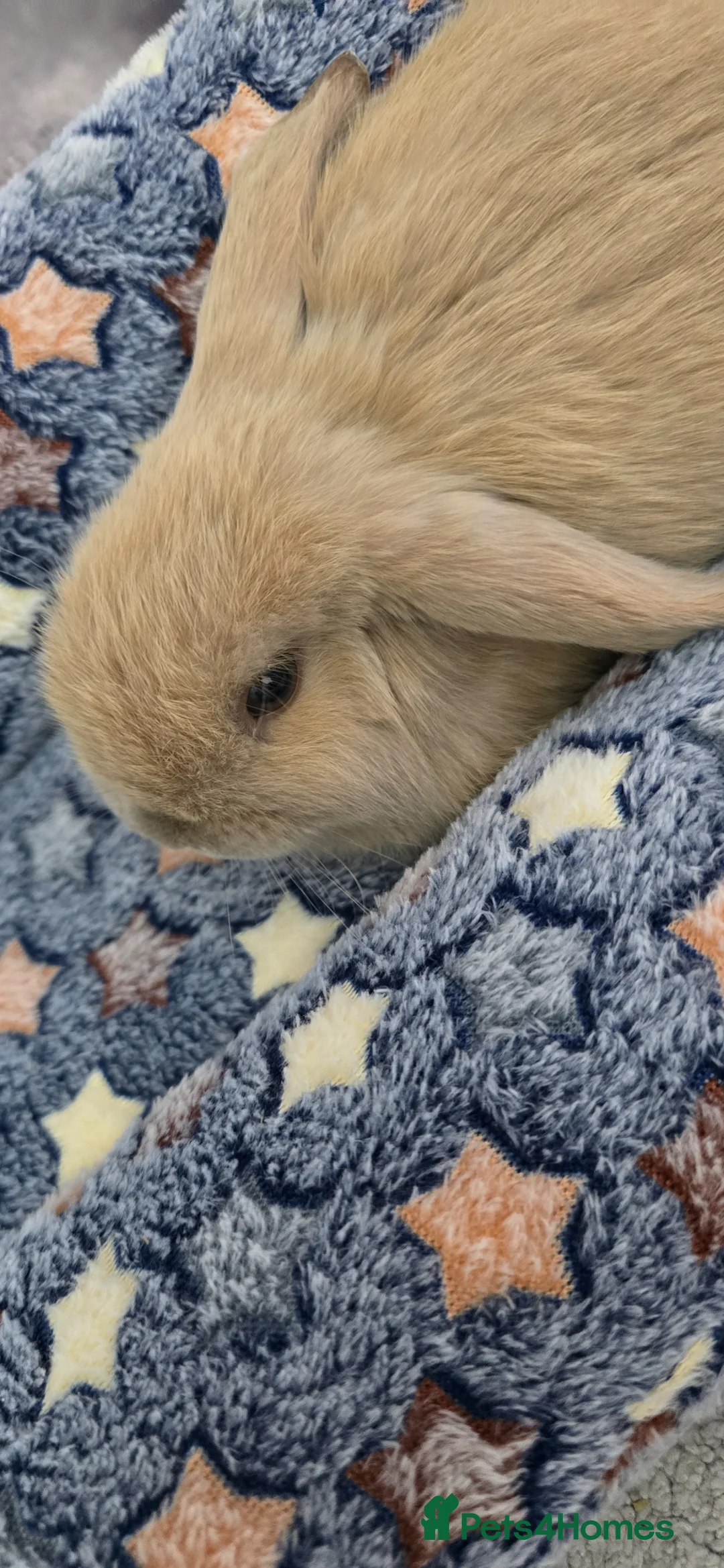 Mini Lop rabbits for sale: Male mini lop baby for Sale  in Leicester - Advert 7