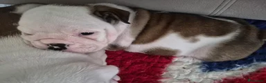 English Bulldog 3