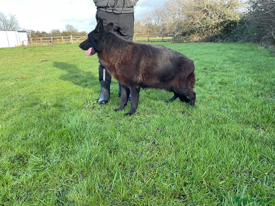 German Shepherd dogs for sale: 2 retired bitches looking for a loving home  - Advert 7