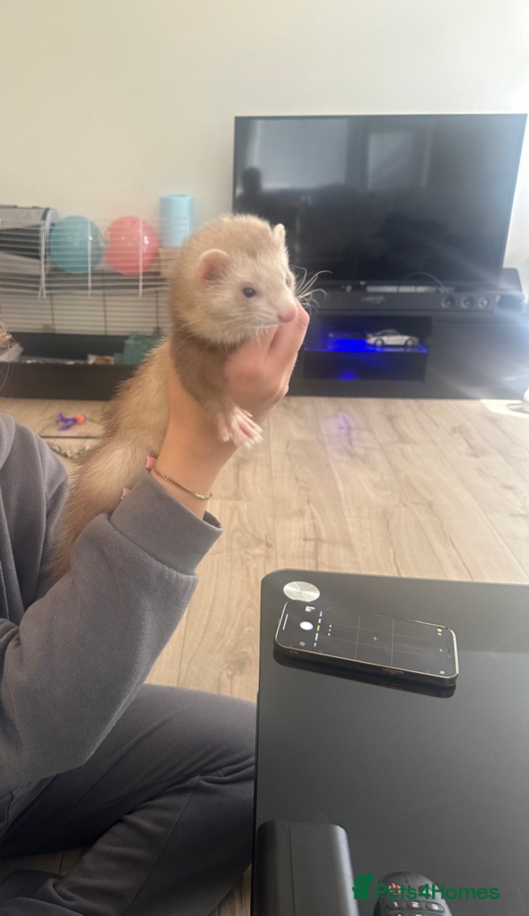 Ferret rodents for sale: Two male ferrets need gone asap! - Image 7