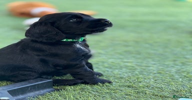 Cocker Spaniel dogs in Newport - Advert 7