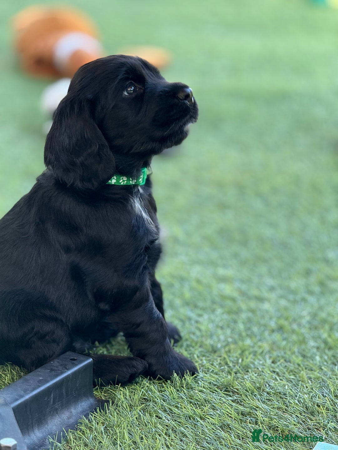 Cocker Spaniel dogs for sale: LAST BOY - Show Cocker Spaniel  in Newport - Image 3