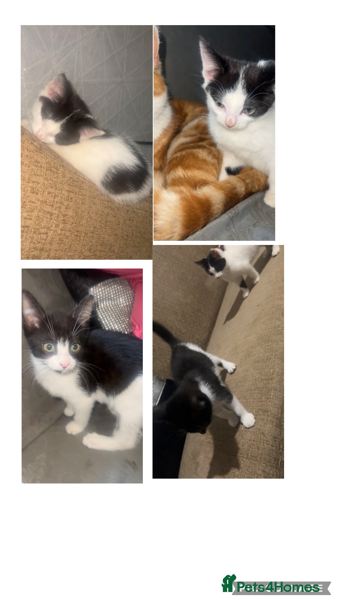 British Shorthair cats kittens - Advert 1