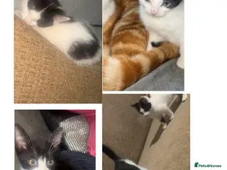 British Shorthair cats kittens - Advert 2