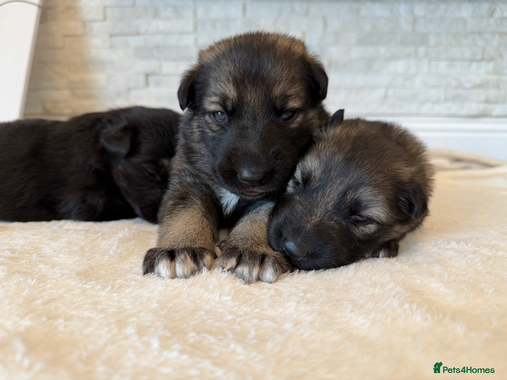 German Shepherd dogs Original Straight Back German Shepherds  - Advert 1