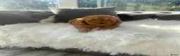 Cockapoo dogs for sale: F1 golden cockapoo puppies  - Advert 26