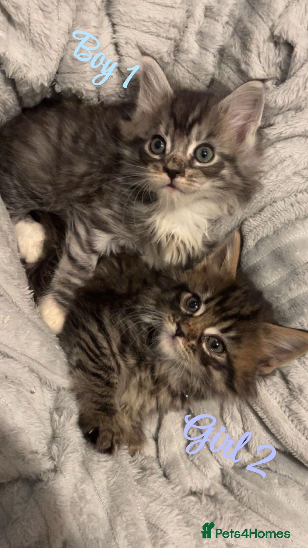 Mixed Breed cats for sale: MAINECOON X KITTENS FOR SALE 🩵🩷 - Advert 1