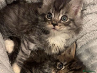 Mixed Breed cats MAINECOON X KITTENS FOR SALE 🩵🩷 - Advert 1