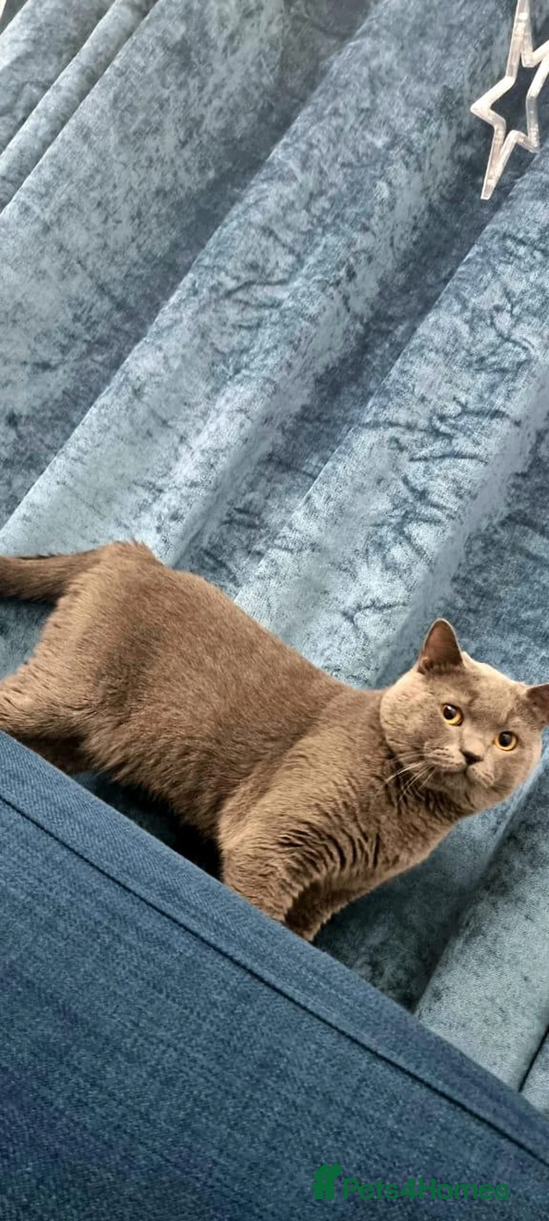 British Shorthair cats for sale: Purebred BSH Kittens- Premium & Imported Lineage - Advert 3