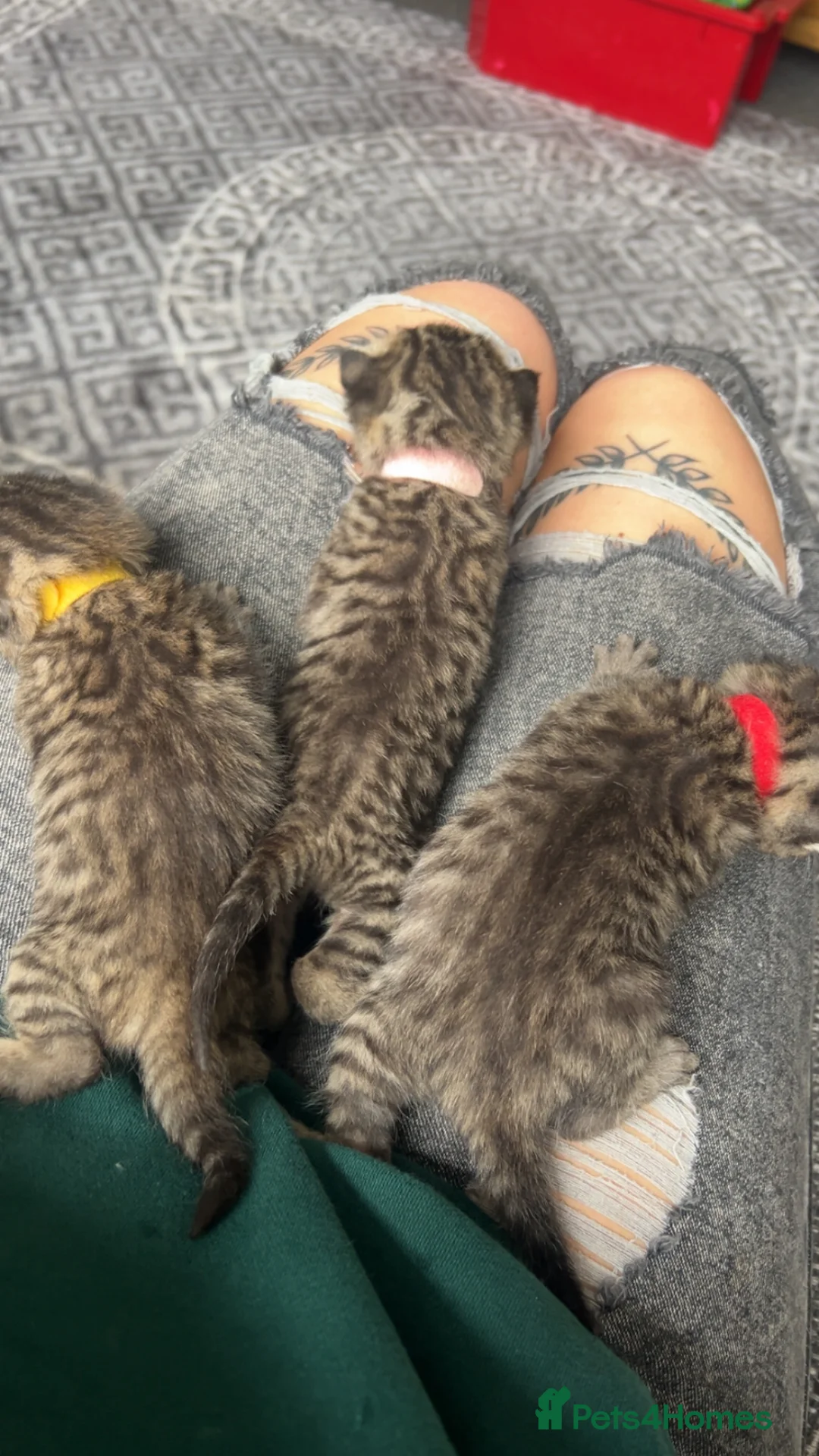 Mixed Breed cats for sale: Kittens  - Advert 3