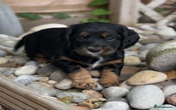 Cocker Spaniel dogs for sale: Stunning KC Registered Working Cocker spaniels. - Image 3