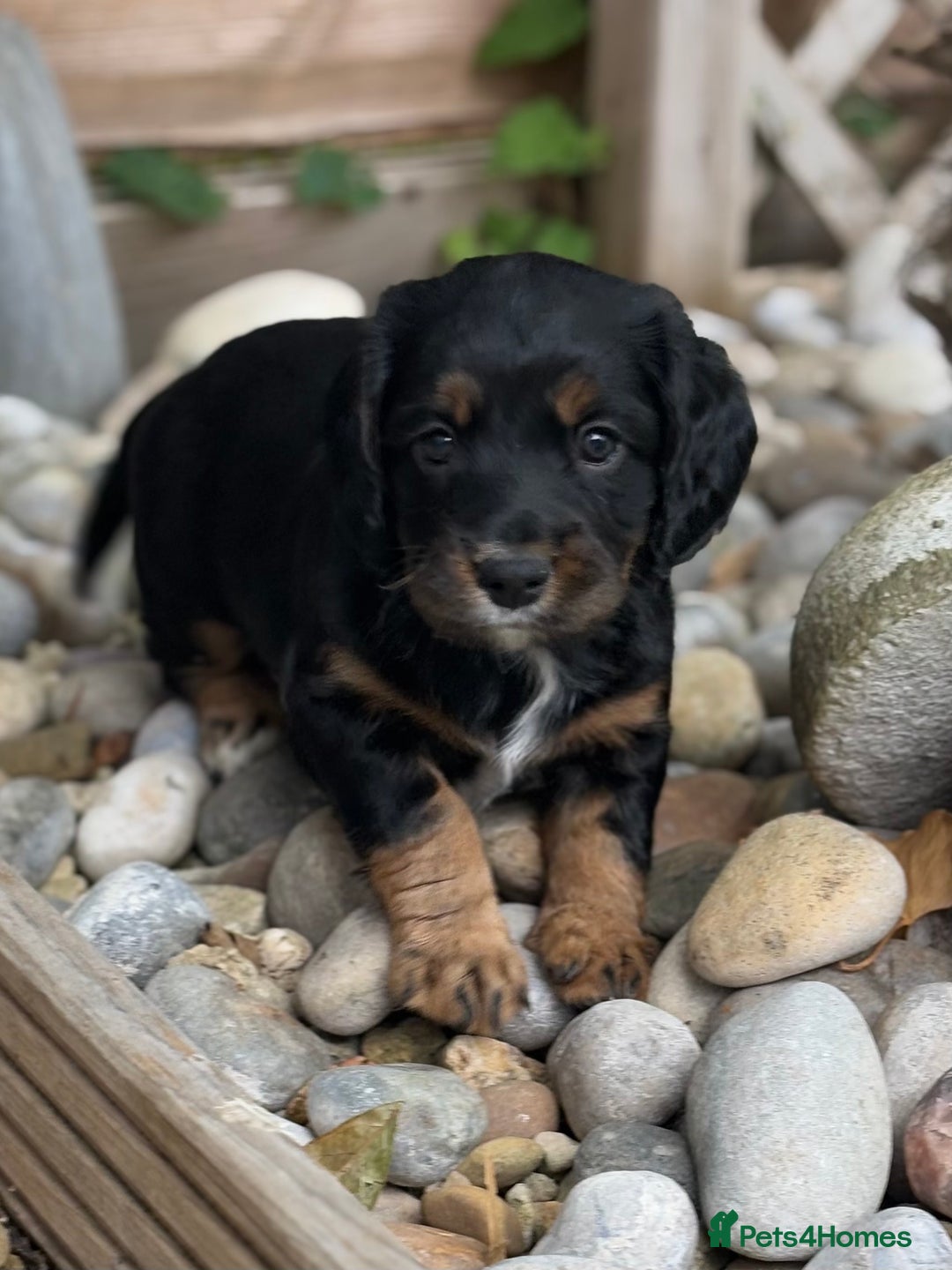 Cocker Spaniel dogs for sale: Stunning KC Registered Working Cocker spaniels. - Image 3