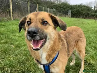Mixed Breed dogs Aladdin is looking for his forever home! - Advert 21