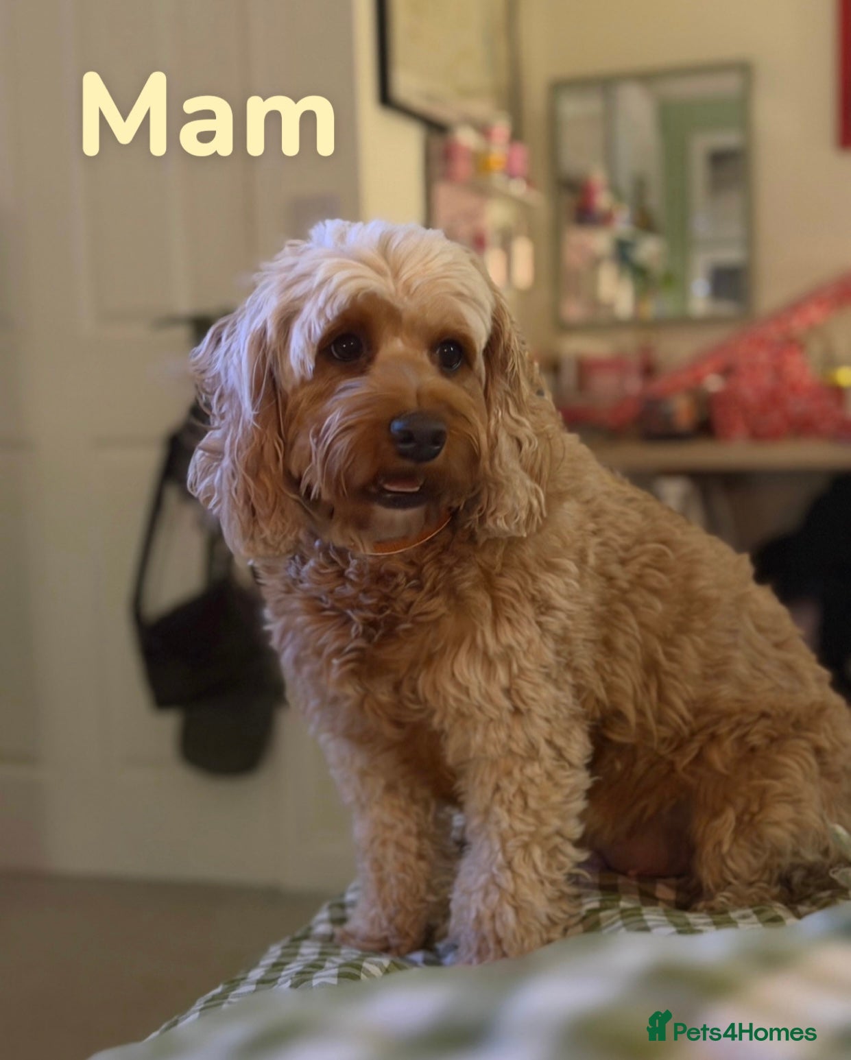 Cockapoo dogs F1B Cockapoo’s  - Advert 2