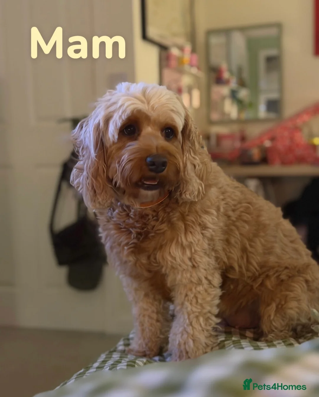 Cockapoo dogs for sale: F1B Cockapoo’s  - Advert 2