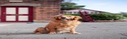 Goldador dogs for sale: 6 Beautiful Goldador Puppies - Advert 20