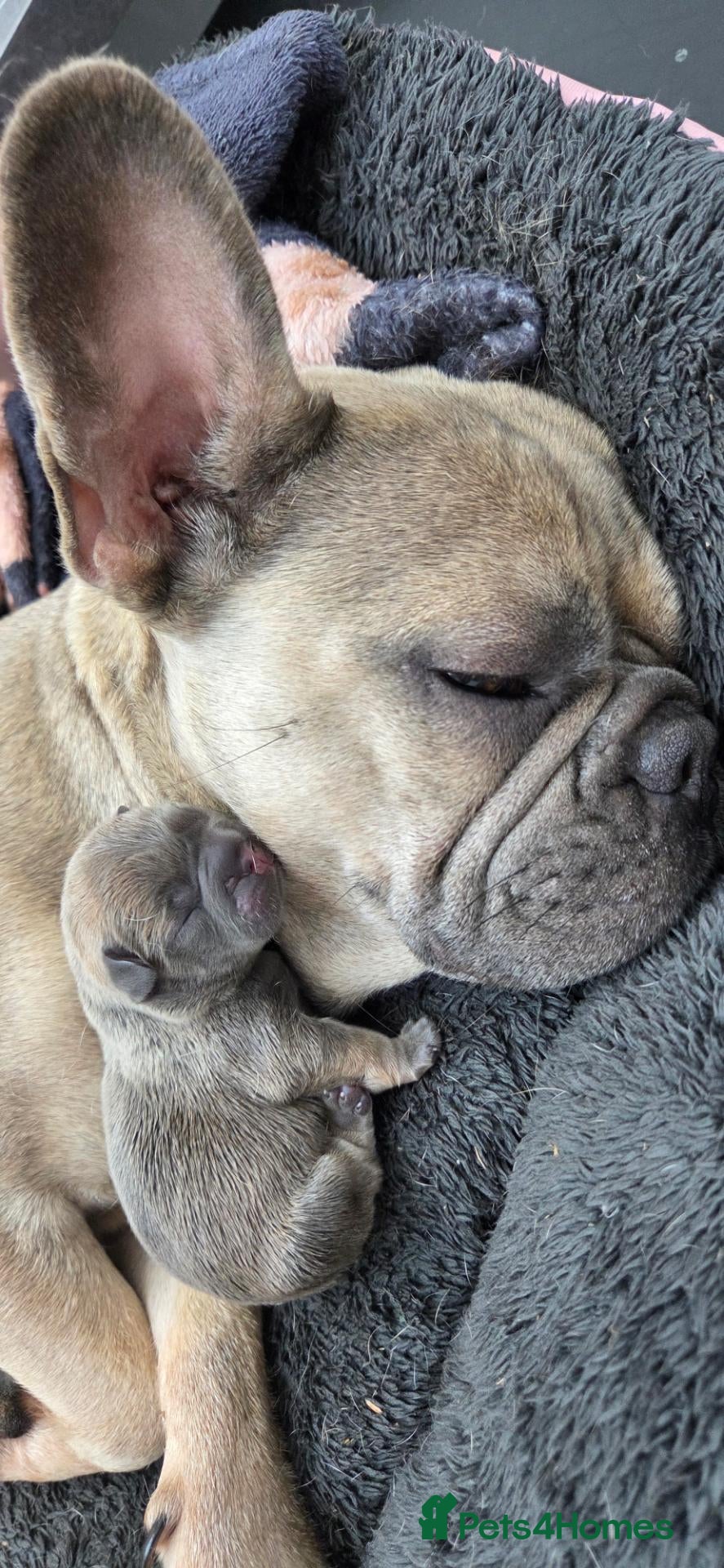 French Bulldog dogs Stunning French bull dog puppies lincolnshire - Advert 1