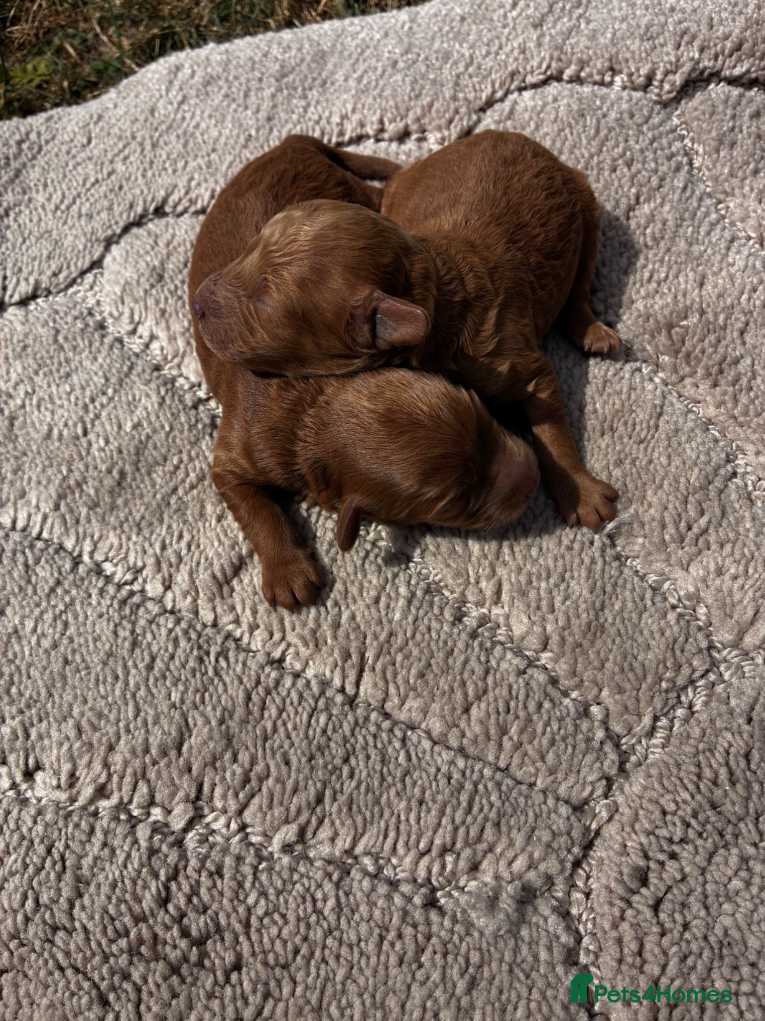 Cockapoo dogs One week and a half f1 cockapoos  - Advert 1