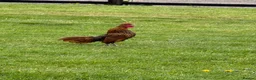 Chickens poultry for sale: Sebright Trio - Advert 2