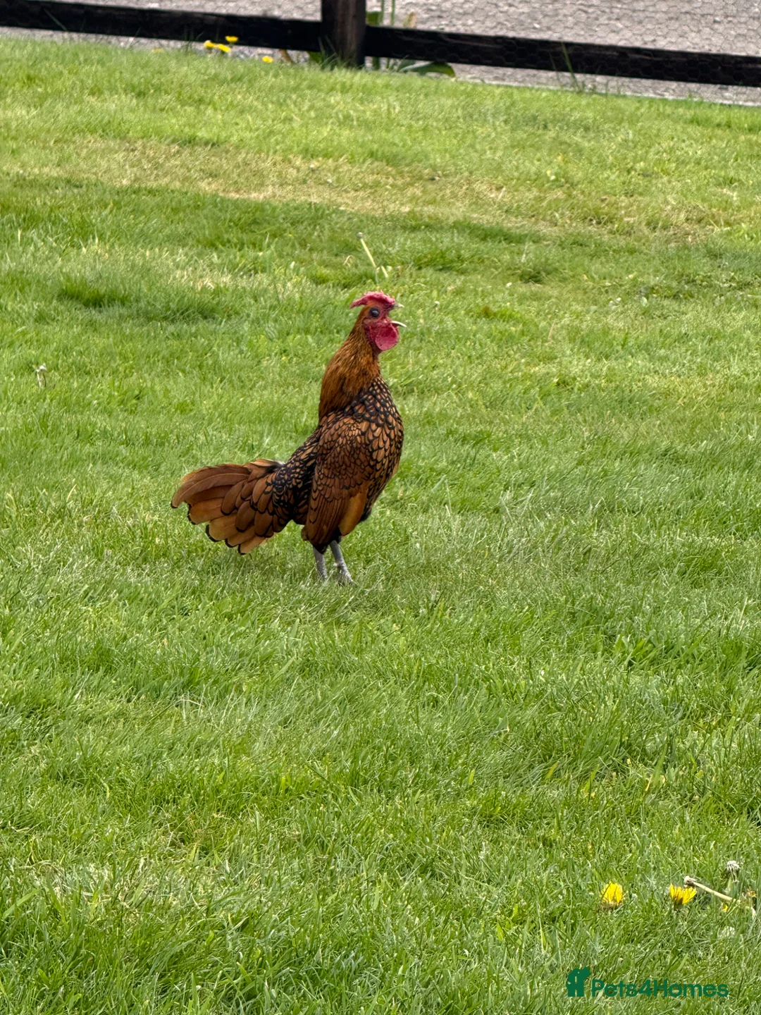 Chickens poultry for sale: Sebright Trio - Advert 2