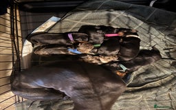 Miniature Dachshund dogs for sale: Ready Now! Smooth coat 1 boy 1 girl - Image 9
