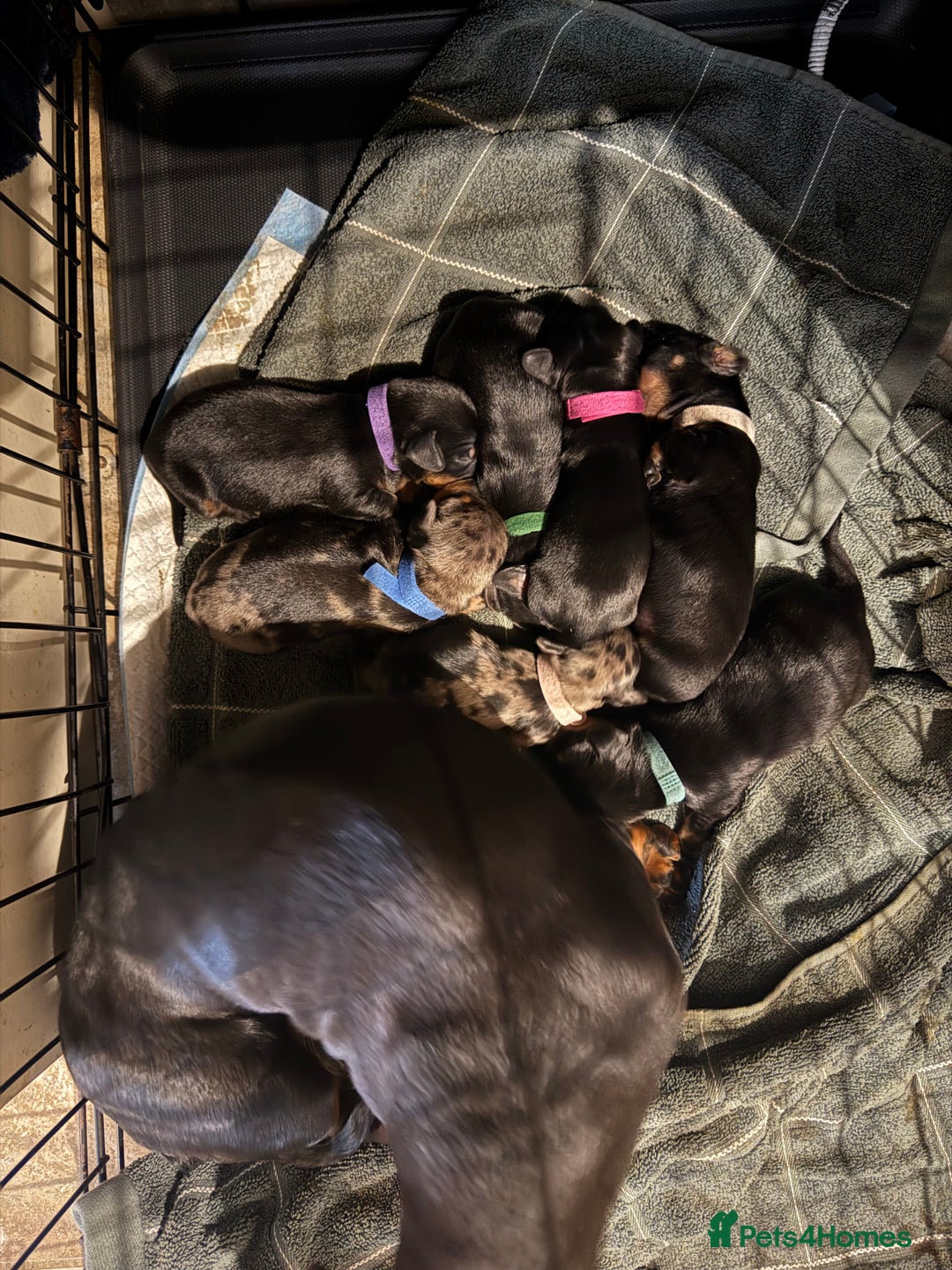 Miniature Dachshund dogs for sale: Ready Now! Smooth coat 1 boy 1 girl - Image 9