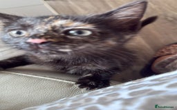 Domestic Shorthair cats for sale: 3 beautiful kittens xx - Image 1